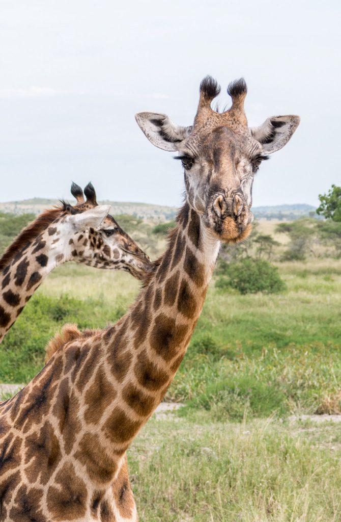 Giraffe in the wild, East Africa